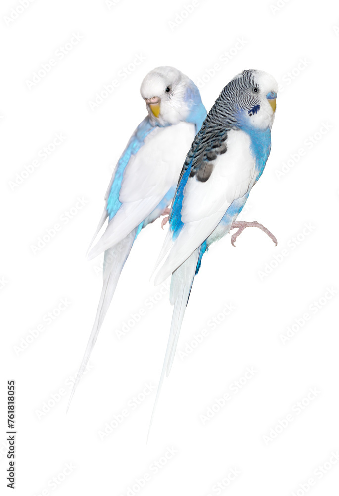 Fototapeta premium a pair of cute blue budgerigars. png. 
