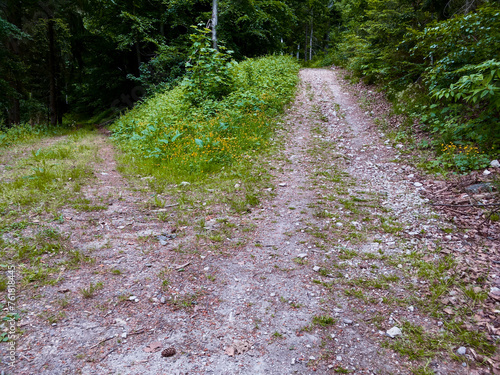 Siedigkopfweg durch den Wald in Gengenbach in Richtung Lothar Denkmal photo
