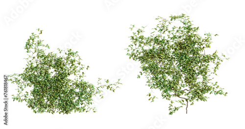 Vitis creeper plant, isolated on transparent background. 3D render. 3D illustration.
