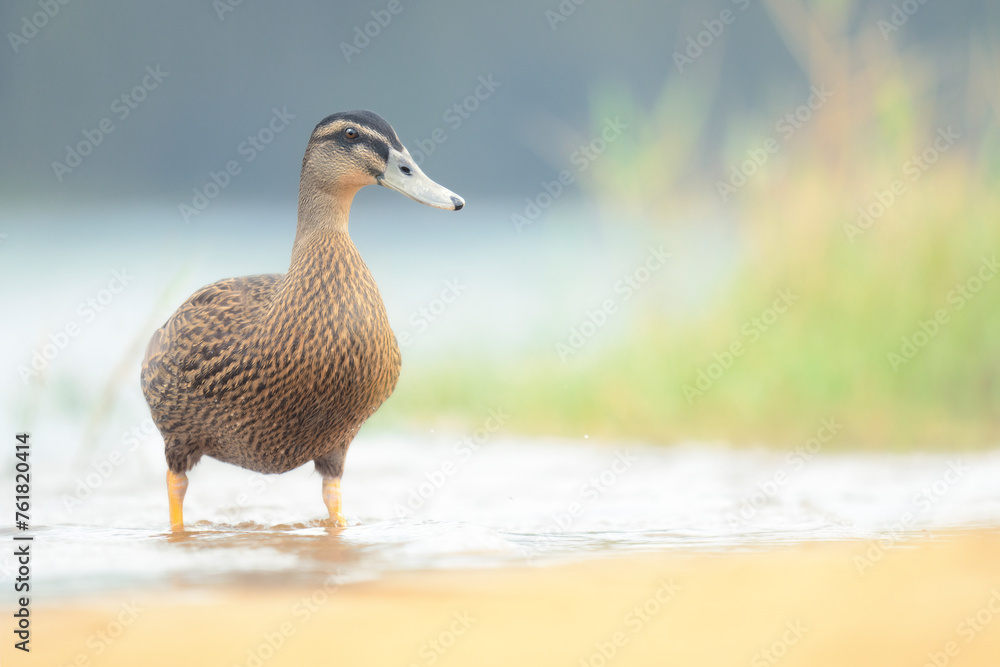 Portrait of a wild Pacific black duck (Anas superciliosa) wading in a freshwater lagoon with reeds and sand visible. Australia Portrait of a wild Pacific black duck (Anas superciliosa) wading in a freshwater lagoon with reeds and sand visible. Australia