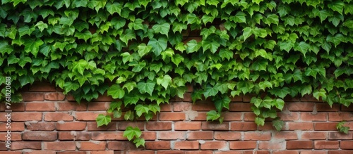 The brick wall is beautifully adorned with lush green ivy leaves, creating a stunning facade. The vibrant plant adds a touch of nature to the brickwork © AkuAku