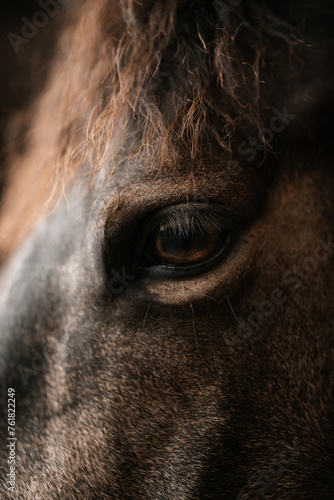 Close-up of a horse's eye, horse eye lashes, macro animal equestrian photo
