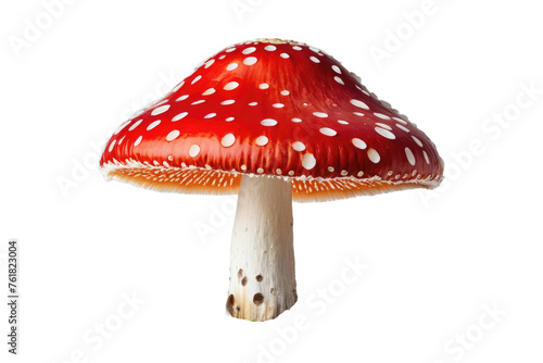 Fly mushroom, isolated, pristine white background, emphasizes texture, vibrant red cap tinged with gold, stem curving slightly, high-quality stock photo, UHD drawing, ultra-clear