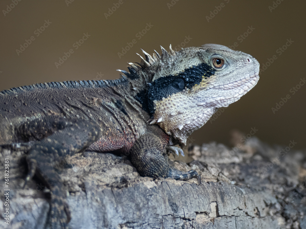 Fototapeta premium Close up of an Australian Eastern Water Dragon