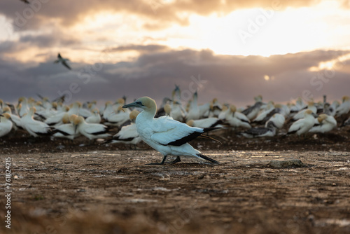 Gannet colony at sunrise, Cape Kidnappers, New Zealand photo