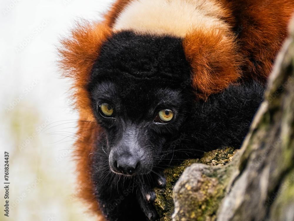 Fototapeta premium Close-up view of beautiful wild Red lemur high in a tree surrounded by nature. Red ruffed lemur looking at camera.