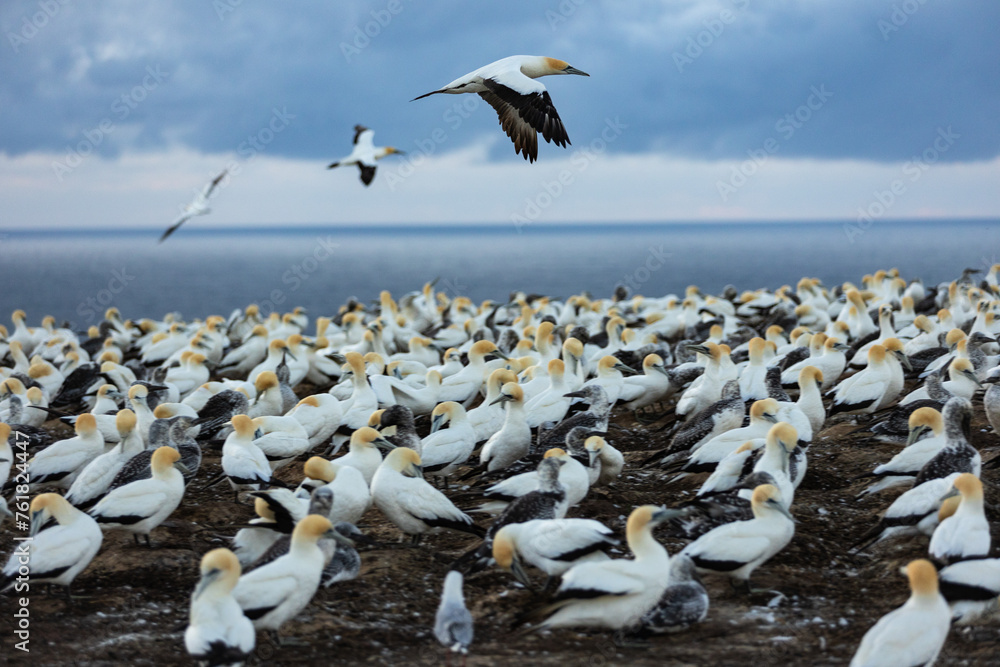 Gannets flying over the colony, searching for their partners and young chicks at dawn - obrazy, fototapety, plakaty 