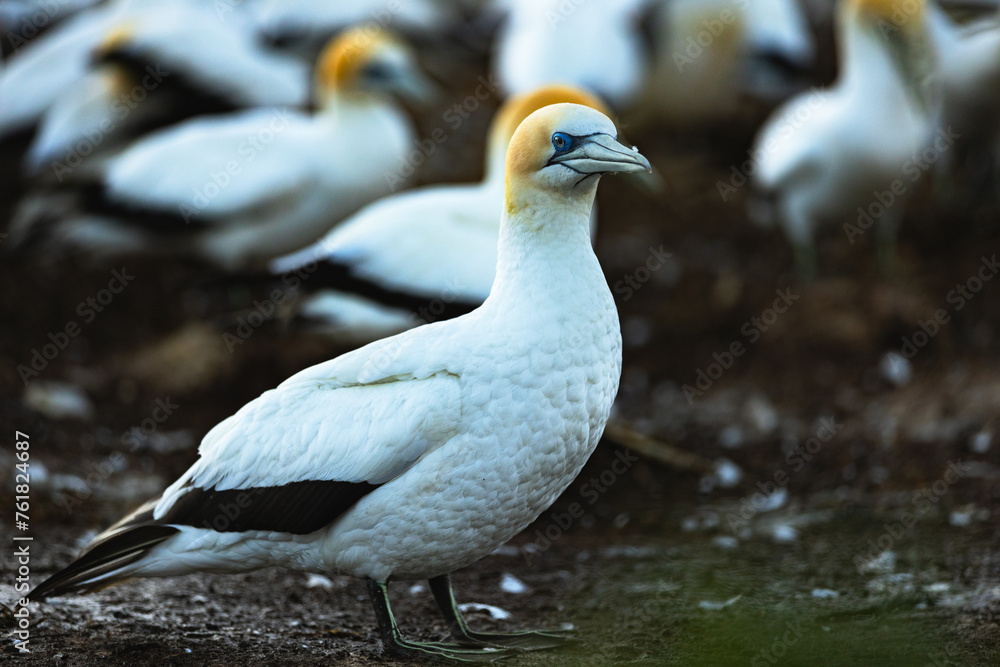 Close-up of Gannet at dawn Close-up of Gannet at dawn