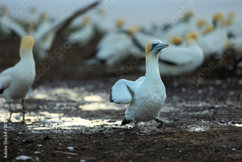 Bilde på lerret Gannet walking in a gannet colony at Cape Kidnappers in New Zealand