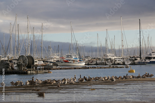 Santa Barbara, California - Jan 22, 2024: A row of pelicans in front of docked boats in Santa Barbara harbor at sunset.