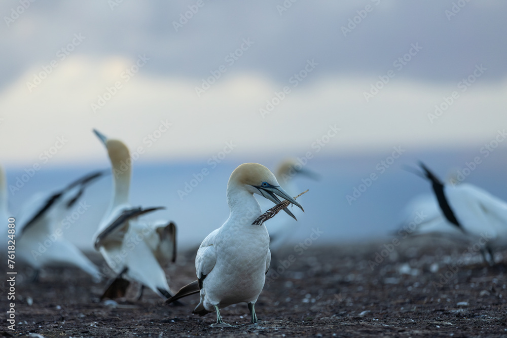 Gannet playing with feather at sunrise at Cape Kidnappers  - obrazy, fototapety, plakaty 