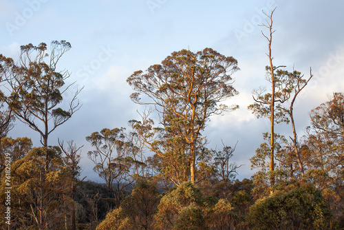 Large Eucalypt Trees Tasmania