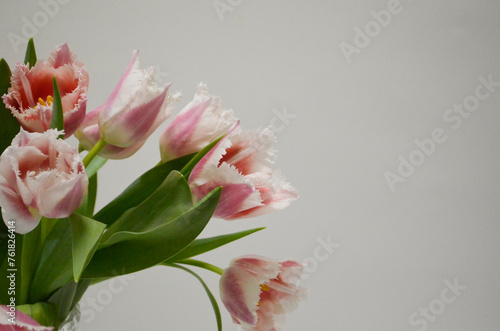 Pink Fringed Tulips