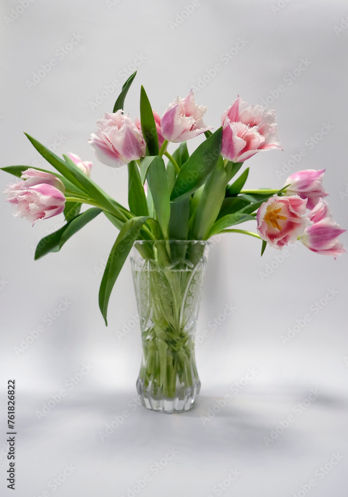 Pink Fringed Tulips Pink Fringed Tulips