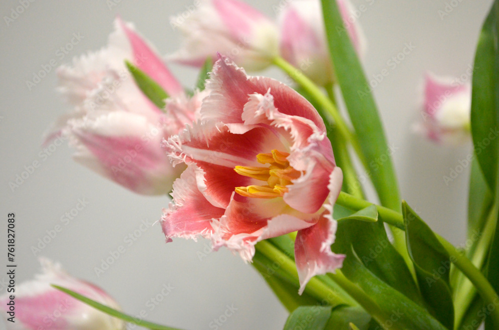 Pink Fringed Tulips Pink Fringed Tulips