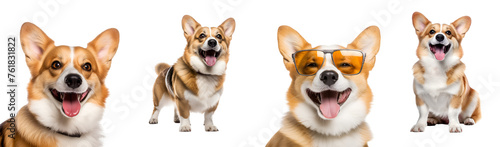 Happy corgi dog in action running sitting close up view playing with sunglasses  Isolated on Transparent Background  PNG