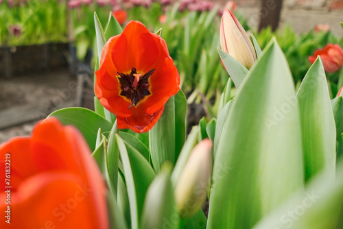 beautiful red tulip closeup in a greenhouse