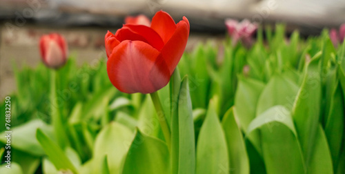 beautiful red tulip closeup in a greenhouse