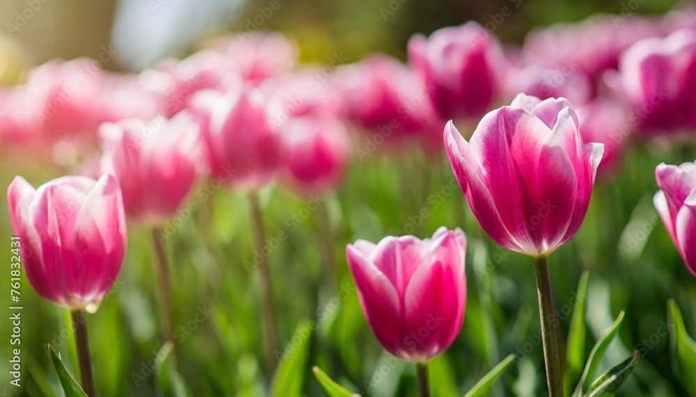 on a background of lush greenery there are delicate pink tulips in a garden a focused soft focus