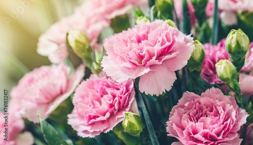 pink carnation flowers bouquet soft filter