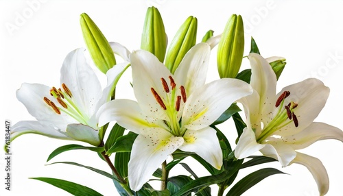 wonderful white lilies lilium liliaceae with buds isolated on white background including clipping path © Nichole
