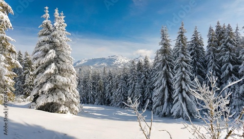 snow covered trees © Nichole