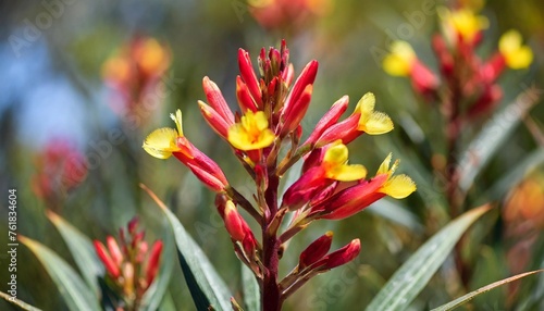 beautiful red and yellow kangaroo paw native flowers in queensland australia
