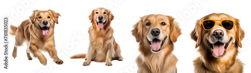 Set of golden retriever dog’s activities: happy, running, sitting, close up, playing, with sunglasses, Isolated on Transparent Background, PNG
