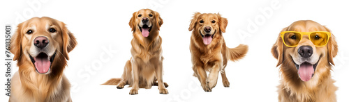 Happy golden retriever dog in action: running, sitting, close up, playing, with sunglasses, Isolated on Transparent Background, PNG