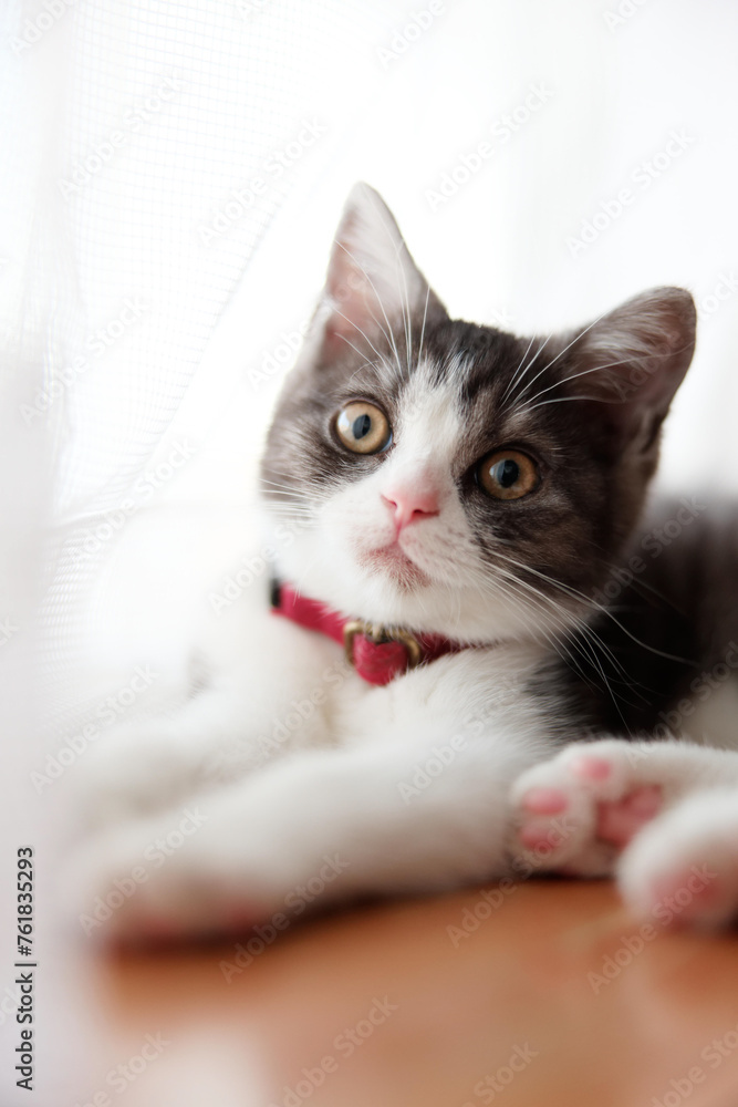 窓辺の子猫 窓辺の子猫