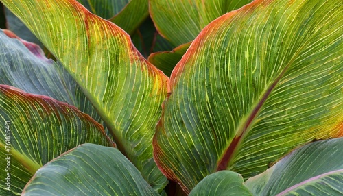 beautiful leaves canna a considerable quantity of leaves of a canna create a picture with a variety of paints and lines