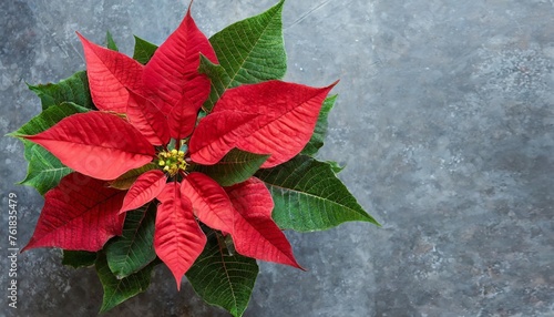poinsettia flower with red and green leaves symbol of christmas european spurge star of bethlehem european poinsettia top view png flores de noche buena photo