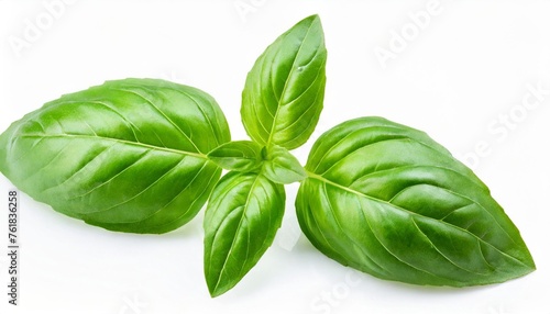 basil isolated basil leaf on white basil leaves collection top view full depth of field