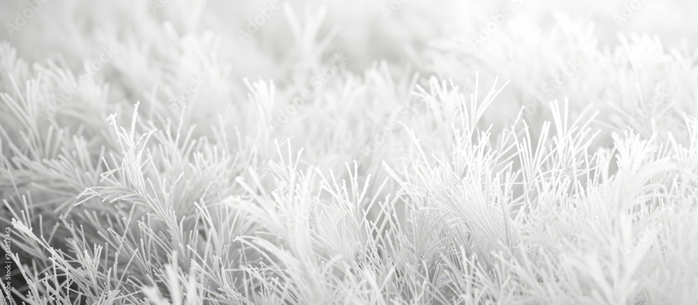 White grass texture background White grass texture background