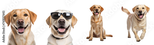 Collection of happy moments of a labrador dog: running, sitting, close up, playing, and with sunglasses, Isolated on Transparent Background, PNG