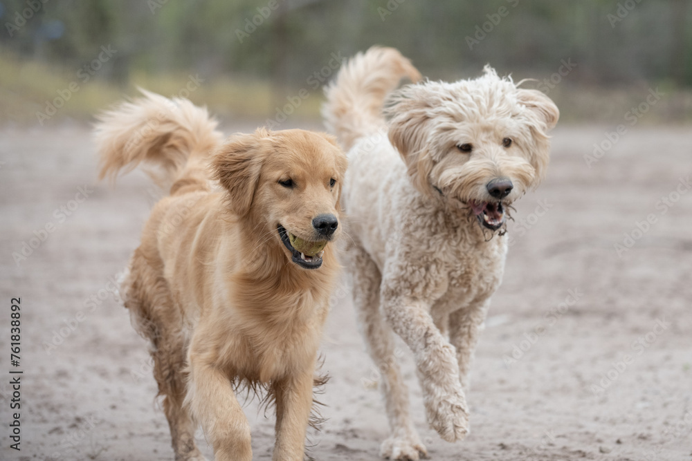 American Standard Poodle dog and golden retriever friend run along side each other with the smaller dog carrying ball in mouth American Standard Poodle dog and golden retriever friend run along side each other with the smaller dog carrying ball in mouth