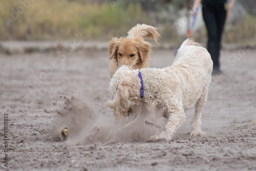 American Standard Poodle dog and golden retriever friend make a huge cloud of dust while chasing after the same ball