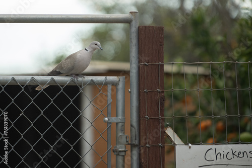 Ring neck dove is comfortably perched on the gate to the ranches chicken coop