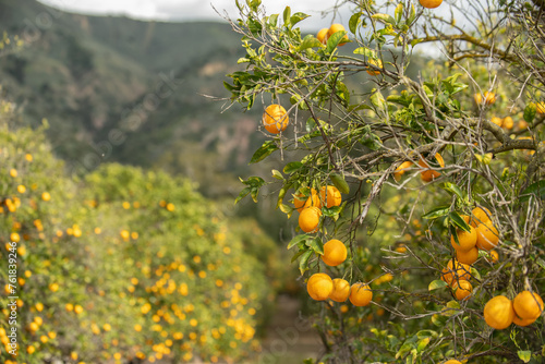 Ripe citrus oranges growing on the branches of the trees look ready for harvesting © motionshooter