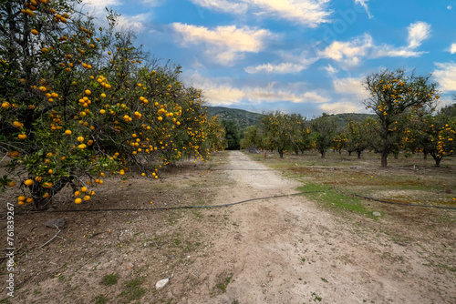 Rows and rows of orange trees growing in Southern California ranch nestled against the hills © motionshooter