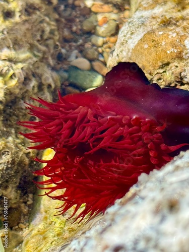 Red Beadlet sea anemone - Actinia equine photo
