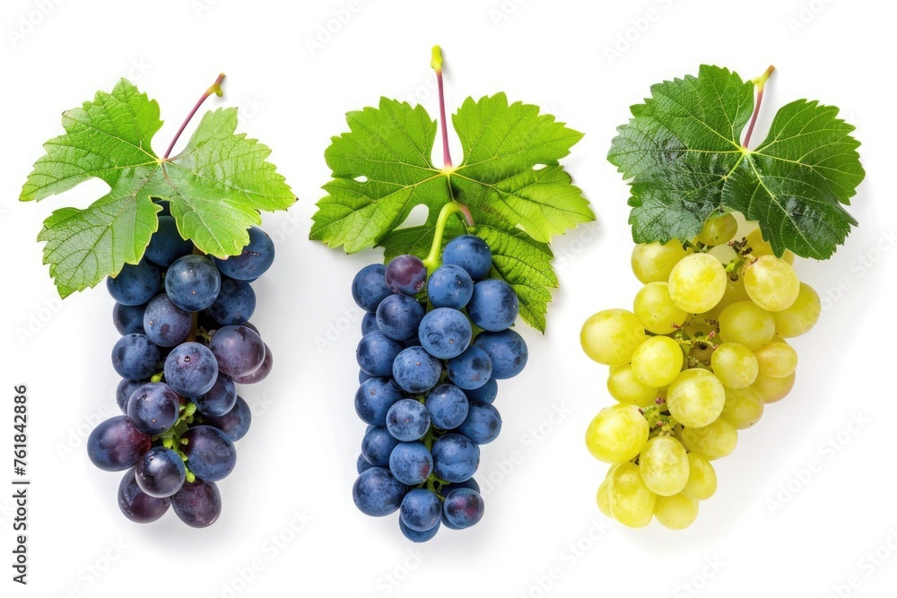 different colours grapes with leaves isolated on white background different colours grapes with leaves isolated on white background