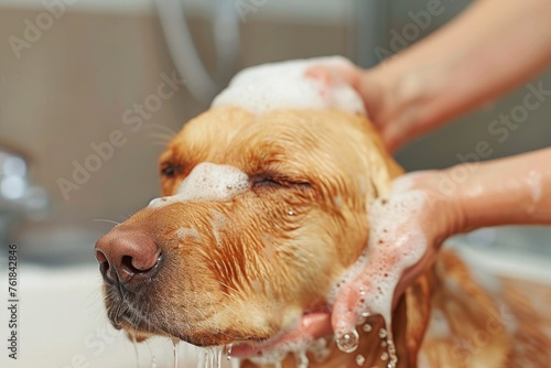 dog being washed by a groomer