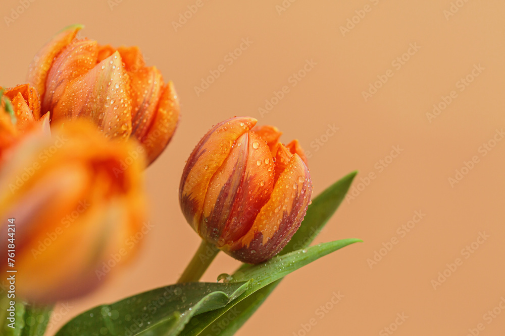 Detailed view of orange tulip with small water droplets on its petals