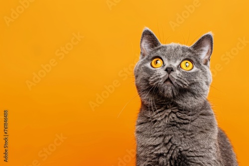 funny british shorthair cat portrait looking shocked or surprised on orange background with copy space