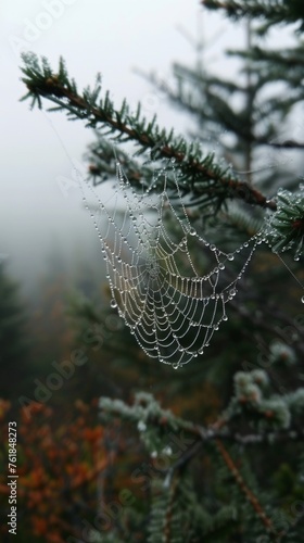 Dew on spider web with pine branches in the misty forest