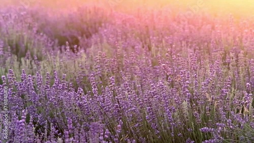 Sunset over a violet lavender field in Provence, France