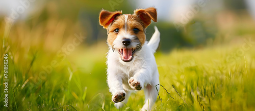 Happy and energetic Jack Russell pet dog puppy running in the grass during the summer, with copy space for web banner.