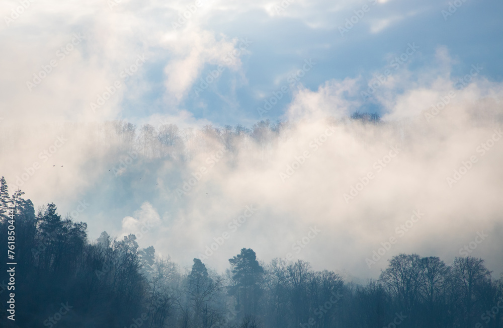 Fog over the forest. Mist above the trees