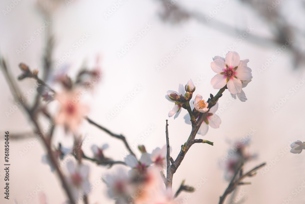 Almond branch in bloom, close-up, sunset. Close-up image of blossoming almond in Greece Almond branch in bloom, close-up, sunset. Close-up image of blossoming almond in Greece